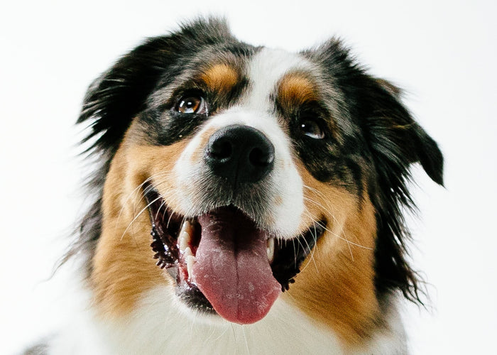 Real Talk about Fish Treats