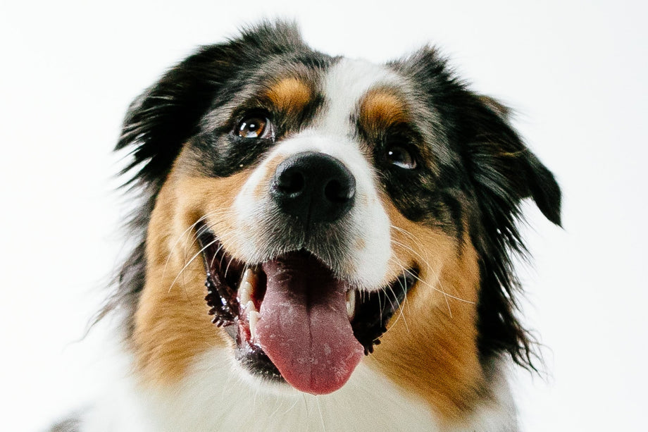 Real Talk about Fish Treats