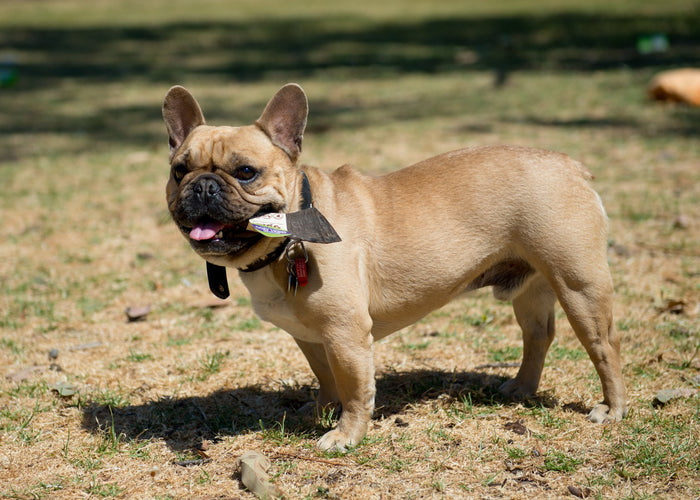 Are goat horns safe for my dog?