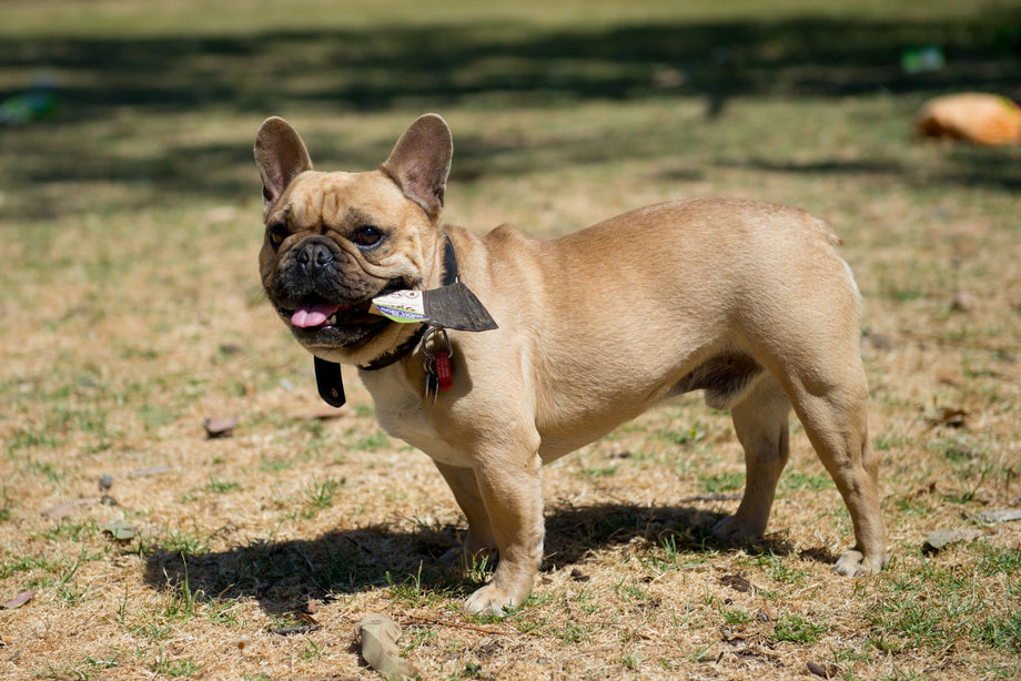 Are goat horns safe for my dog?