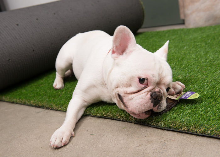 Do Dental Treats Really Work for Dogs?