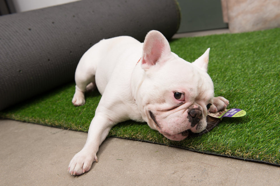 Do Dental Treats Really Work for Dogs?