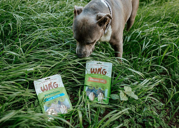 Is feeding your dog a ‘plant-based’ or vegan diet a bad idea?