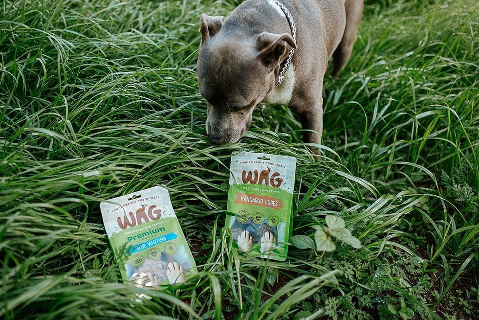 Is feeding your dog a ‘plant-based’ or vegan diet a bad idea?