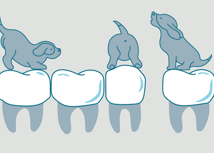 What you need to know about puppy teeth