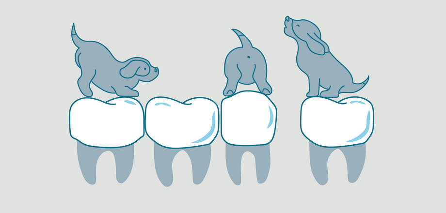 What you need to know about puppy teeth