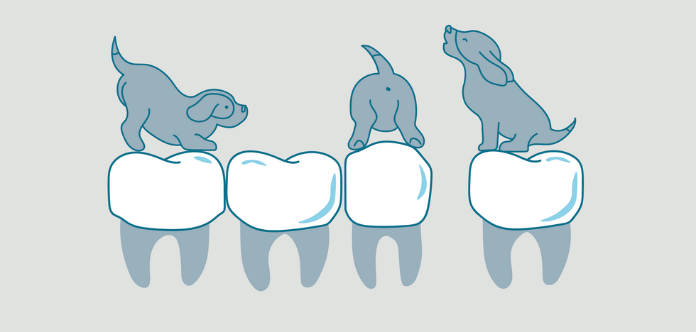 What you need to know about puppy teeth