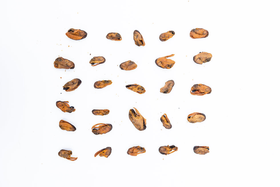 Are Green Lipped Mussels Good for Dogs?