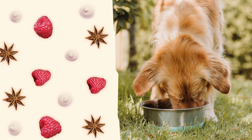 Can dogs eat aniseed?