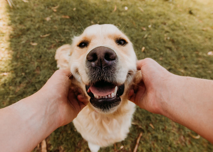 At home with your dog because of coronavirus? Here's how to keep your dog from going stir-crazy