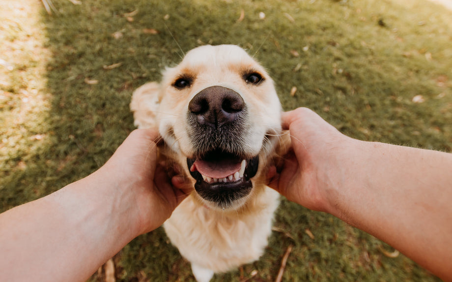 At home with your dog because of coronavirus? Here's how to keep your dog from going stir-crazy