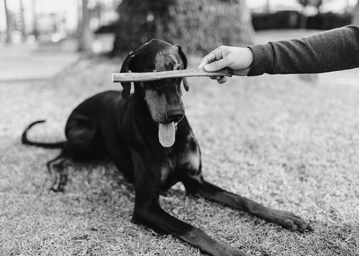 The lowdown on Bully Sticks