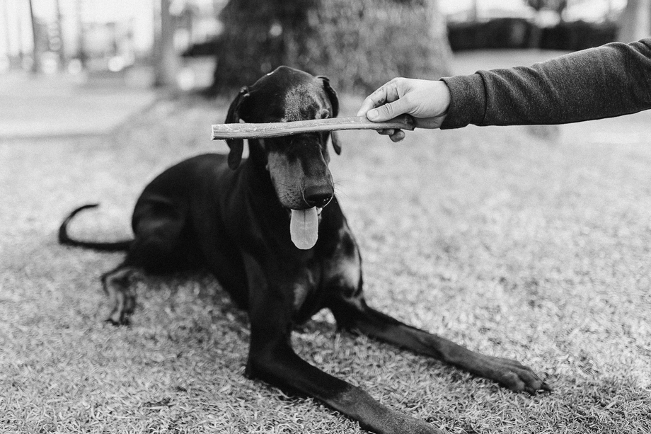 The lowdown on Bully Sticks