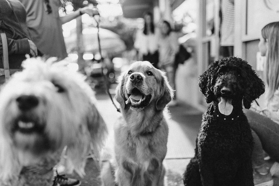 How to be a sustainable dog owner