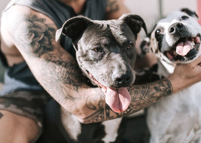 How to exercise your dog in a heatwave