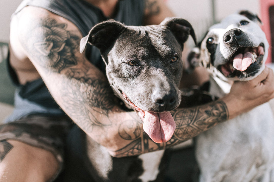 How to exercise your dog in a heatwave