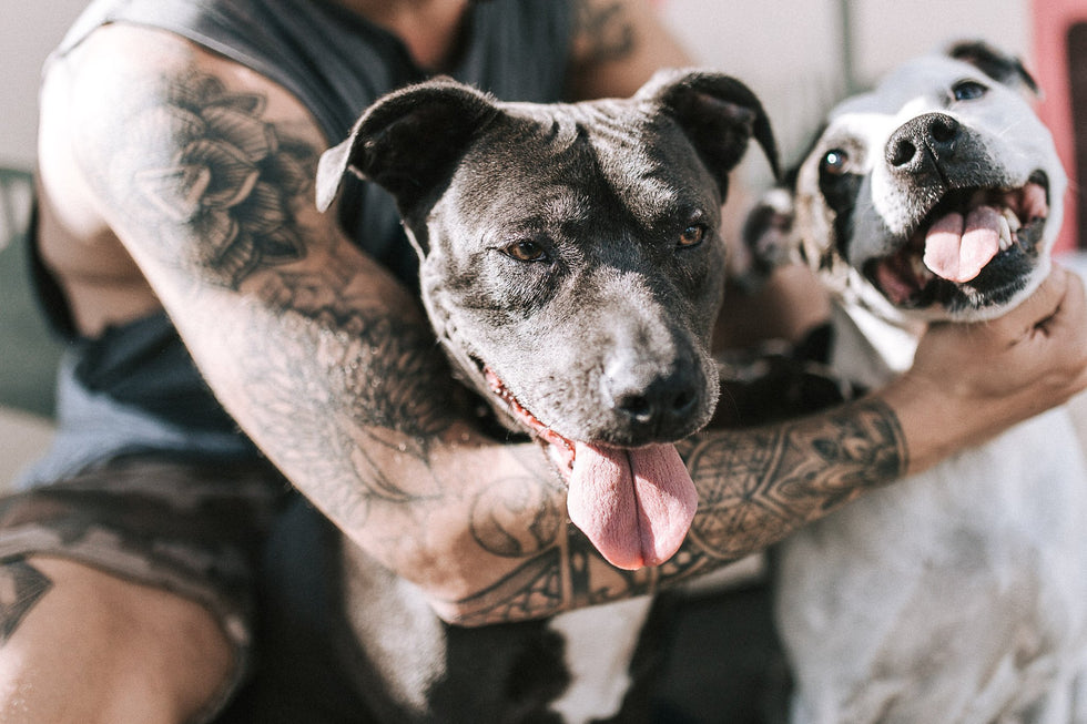 How to exercise your dog in a heatwave