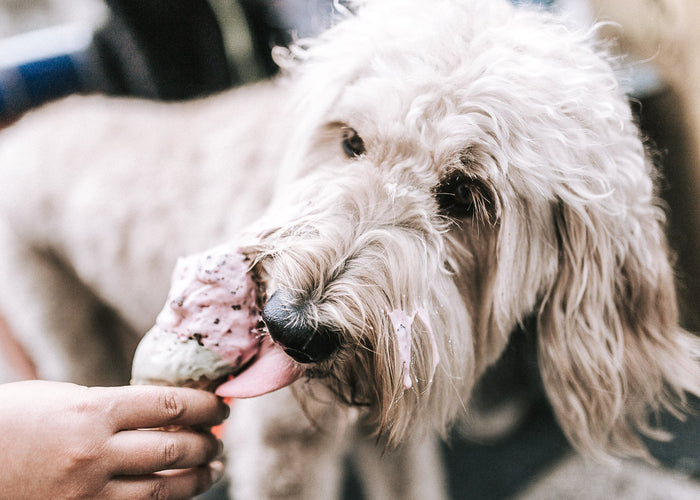 How to treat dogs of every age