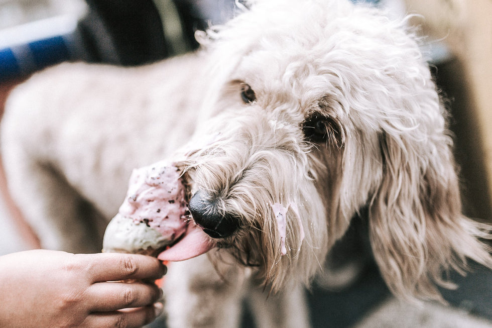 How to treat dogs of every age