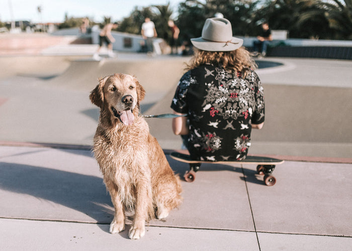 How You Can Help Your Dogs Avoid Getting Sunburned