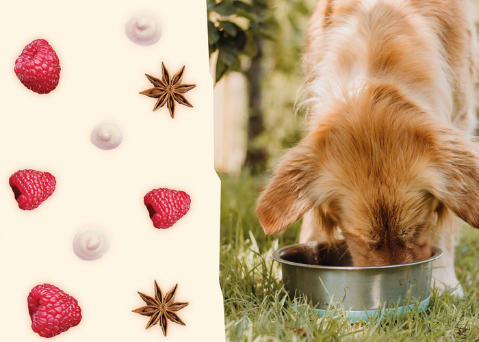 Can dogs eat aniseed?