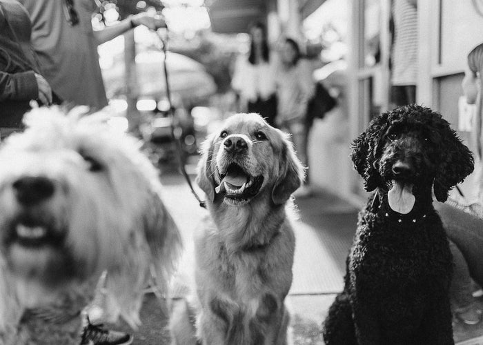 How to be a sustainable dog owner